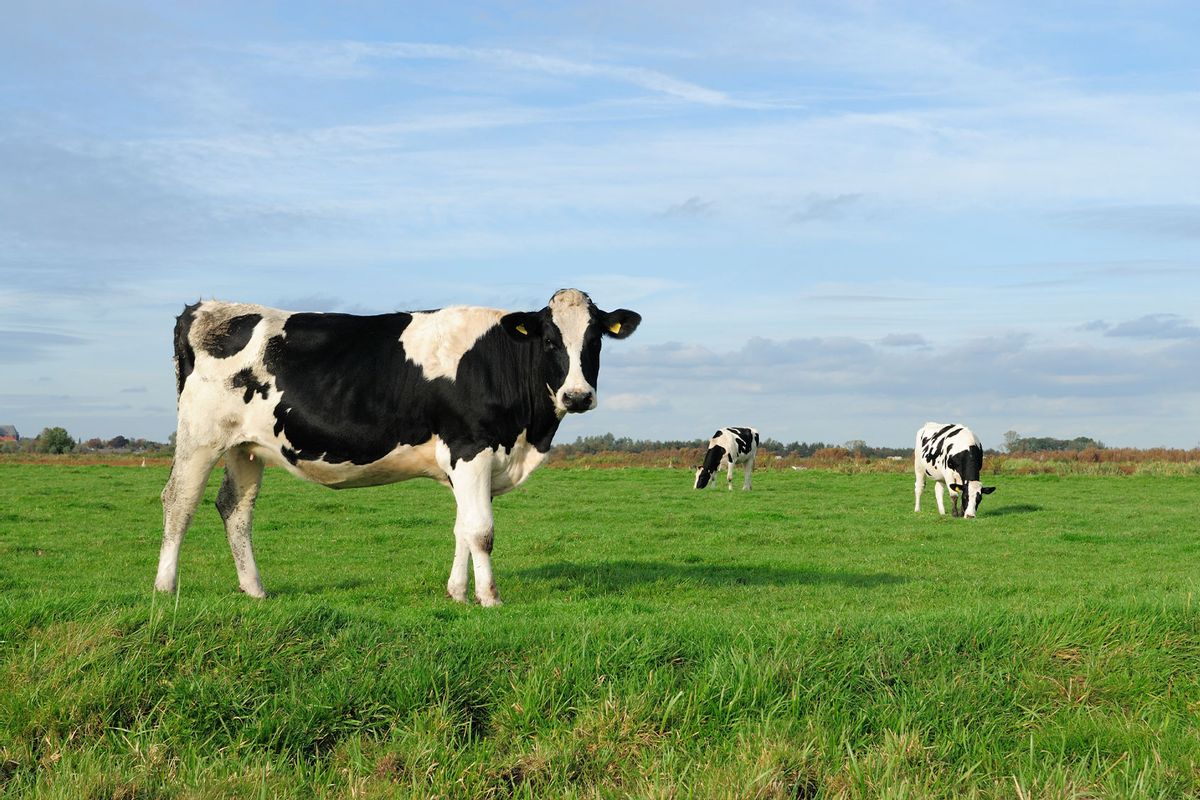 Cows in a meadow (Getty Images/VLIET)