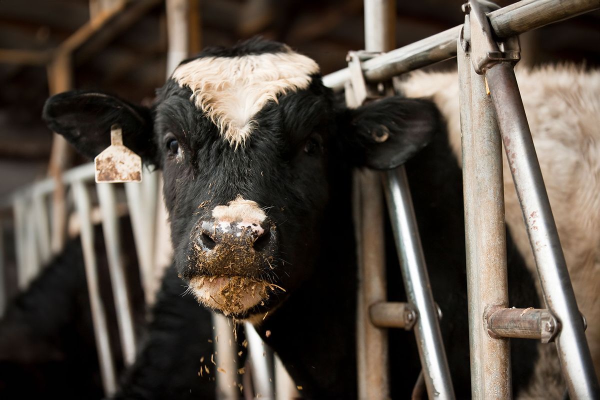 Dairy Cow (Getty Images/Westhoff)