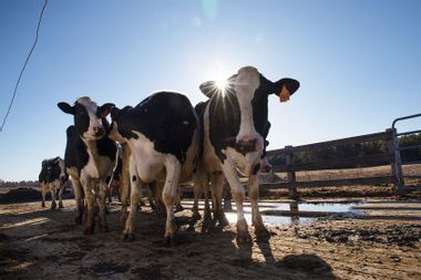 Dairy cows cattle farm