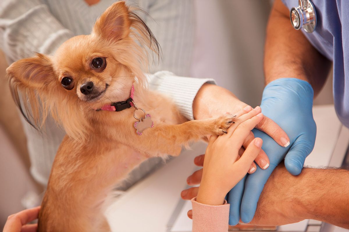 All paws in! (Getty Images/fstop123)