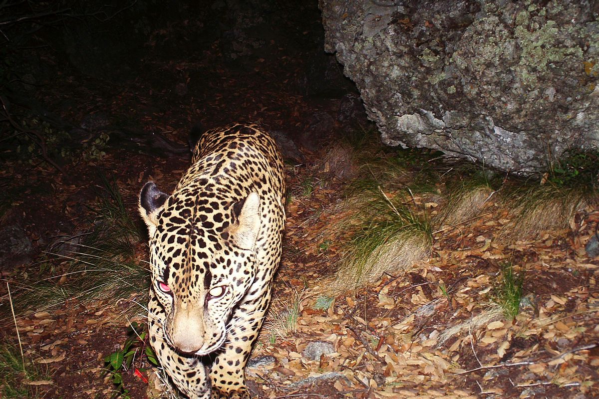 El Jefe the Jaguar caught on remote-sensor camera in 2015. (Courtesy of Center for Biological Diversity)