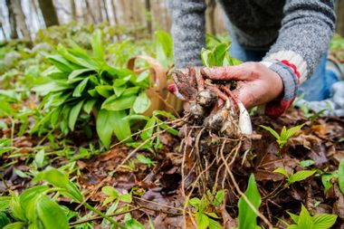 foraging for wild leeks