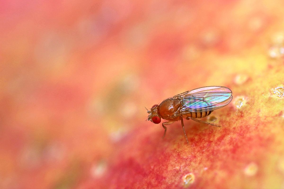 Fruit fly, Drosophila Melanogaster, on a red apple surface (Getty Images/Andreas Häuslbetz)