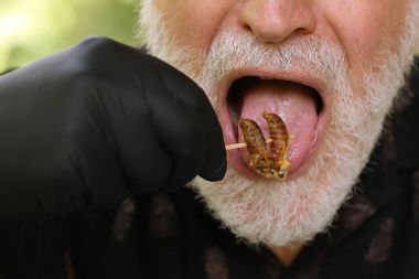 man eating grilled cicadas