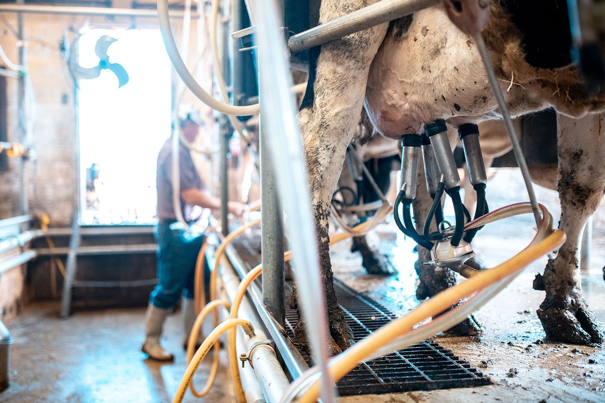 Row of cows being milked on a dairy farm in Utah, USA (Getty Images/AzmanL)