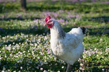 Sussex Hen Chicken